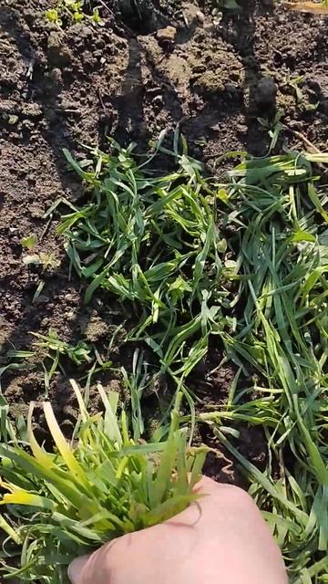 Укрываем всходы капусты и другие смотреть онлайн