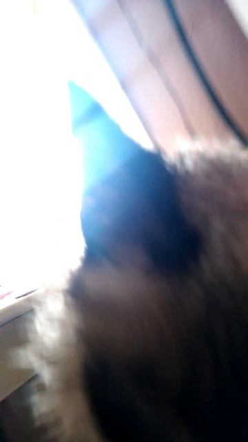 кот пиявка после бани (пьяный ежик🤣🤣🤣) смотреть онлайн