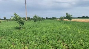 Сено из люцерны. Выгодно или нет? Простой расчёт.