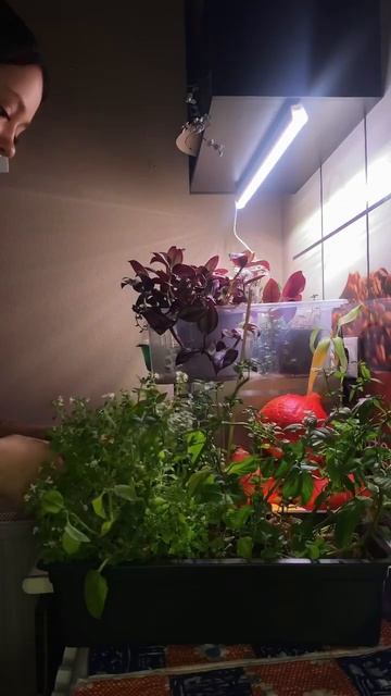 Обрезка мяты на куст #мята #чай #формировка #обрезка #тр