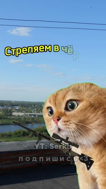 Котик обманул командира 🤣 #мем #котики смотреть онлайн