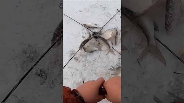 хапуга показала себя в деле #fishing #fish #ловим #carpfishing #рыб?