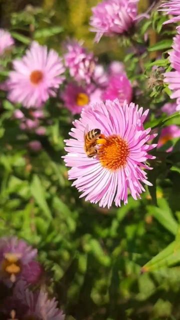 Дача цветет в октябре #дачнаяжизнь #нашадача #цветывса смотреть онлайн