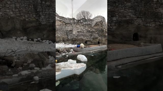 Белый медведь. Король Арктики,в московском зоопарке!#б смотреть онлайн