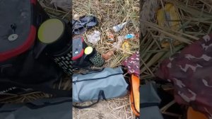 щука на Шапсугском водохранилище 10.11.24г. Краснодарски?