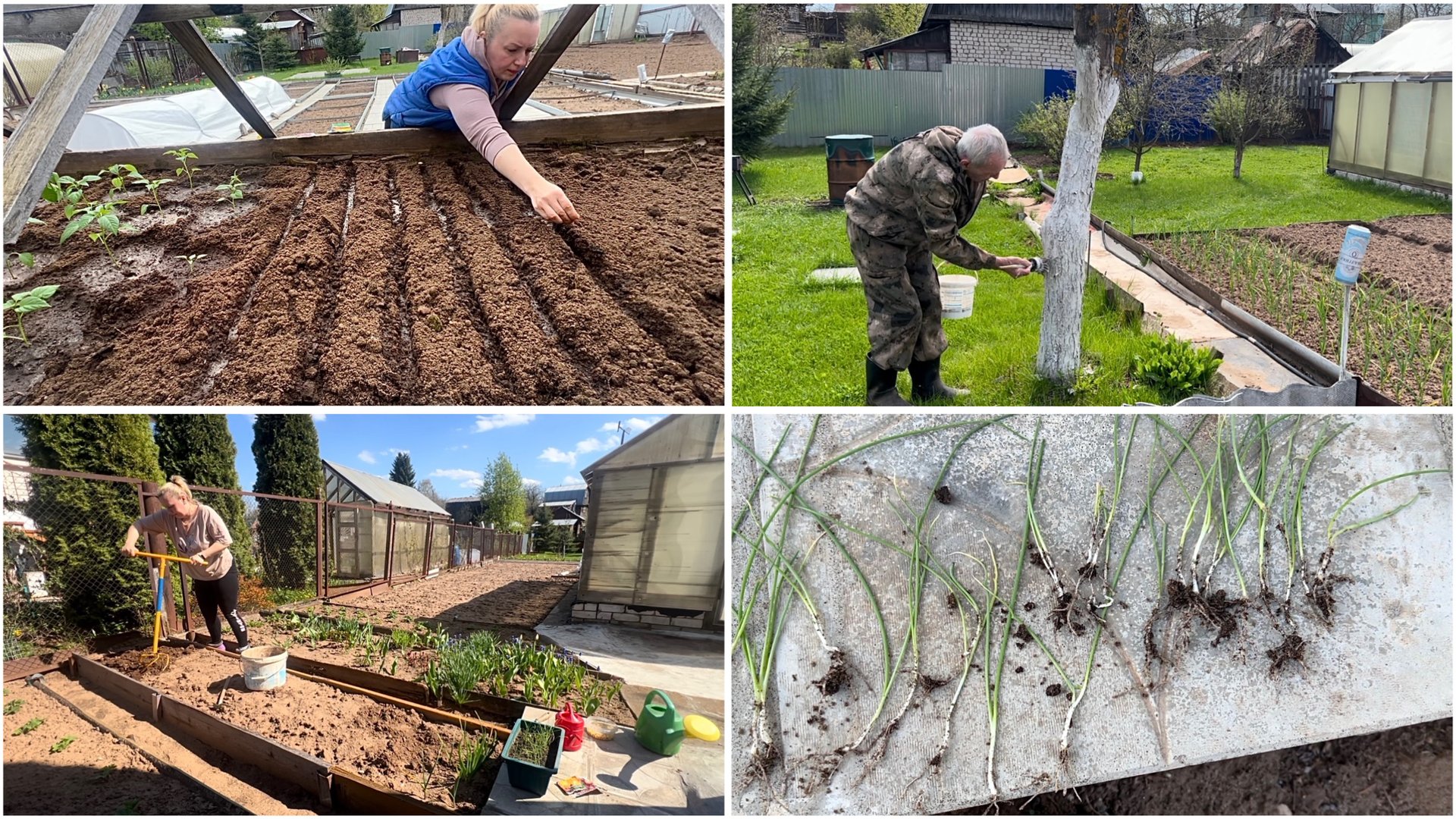13 мая. На даче. Посадила горох, лук шалот, зелень, смородину. Покрасили деревья. Обрезала розы. смотреть онлайн