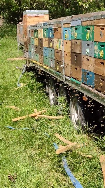 Взяток с белой акации 2024г смотреть онлайн