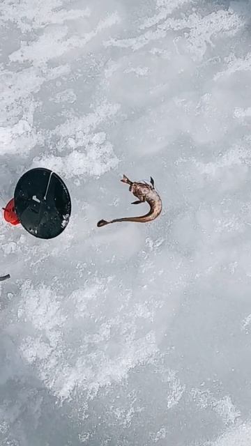 #рыбалка #карелия #красота смотреть онлайн