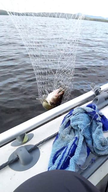 #shorts #рыбалка #fishing #рыба #fish  #природа #nature #отдых #путеше