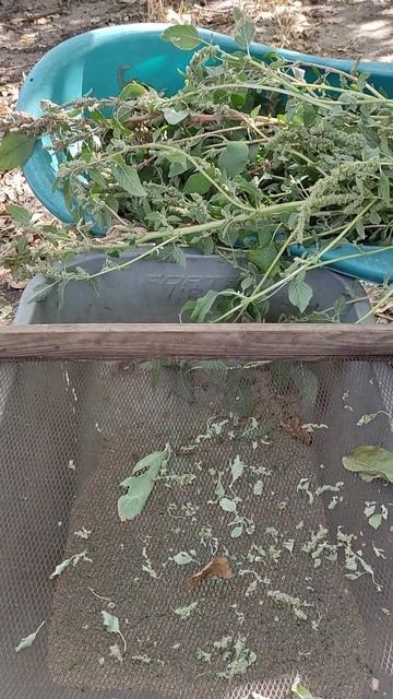 Процесс очистки семян амаранта. смотреть онлайн