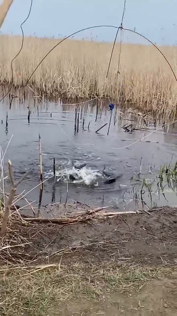 Пол ведра рыбы за подъём... #рыбалка #рыбалканапаук смотреть онлайн