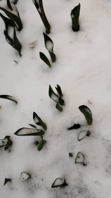 Природные качели. Поступь весны. Шутки зимы. смотреть онлайн