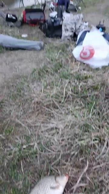 Отдыхать всегда хорошо #местный #рыбалка #fishing #кузбасс смотреть онлайн