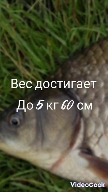#рыбалка #music #fishing #рыба #спиннинг #спиннинг #щука #топ #к