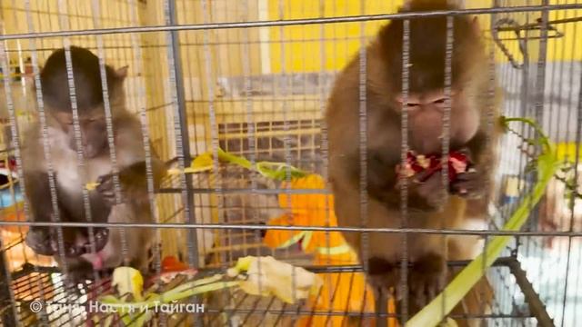 Малышка Анфиса грустно смотрит, как мама ест бананы :( ? смотреть онлайн