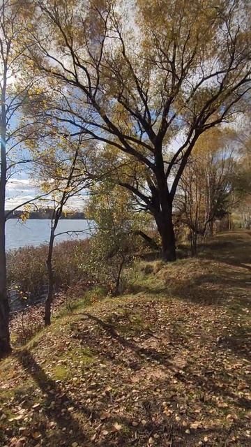 Остров Истринское водохранилище #shorts смотреть онлайн