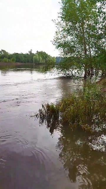 Аugust white river💧#river#nature#shorts #short #река#природа#башкортстан смотреть онлайн