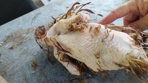 Как ПОйМАТЬ ПЕТУХА,‼️18+‼️зарубить,ощипать,выпотрош?