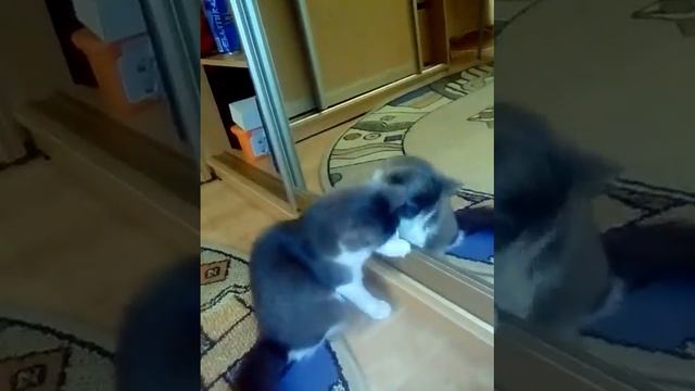 Увидела себя в зеркале.))))) видео приколы смотреть онлайн