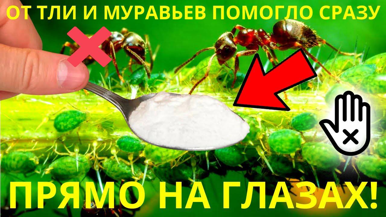 Как Избавиться от Муравьев и Тли на огороде: секретное средство за 50 рублей смотреть онлайн