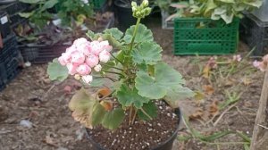 Пеларгония Дениз Сутарве