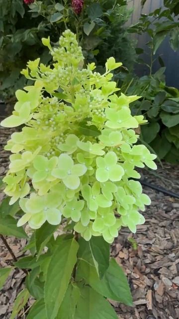 #chorts #гортензия Метельчатая гортензия зацветает👍