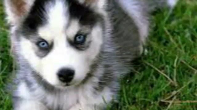 Очень милое видео! смотреть онлайн