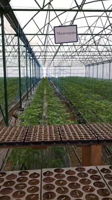 Агроном следит за рассадой #томатныйсок #производство