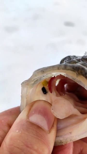 мормышечный арбуз #fishing