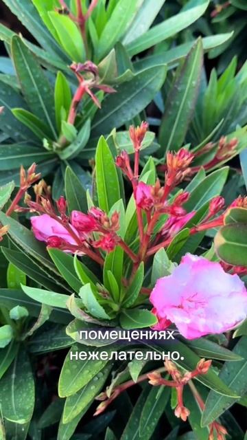 Олеандр-(размножение, уход,выращивание.) смотреть онлайн