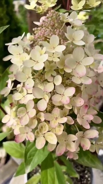 Пастель Грин #ufa #сосенки #уфа смотреть онлайн