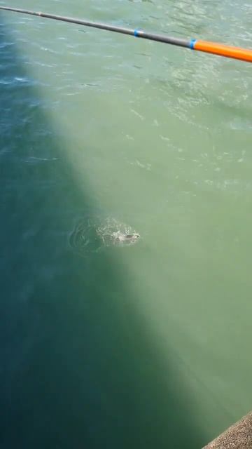 хороший улов😎👍 #абхазия #рыбак #рыбалка #море смотреть онлайн