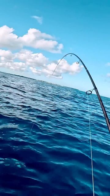 ГДЕ ЛОВЯТСЯ ТАКИЕ МОНСТРЫ? Скоро ответ будет на моем к? смотреть онлайн