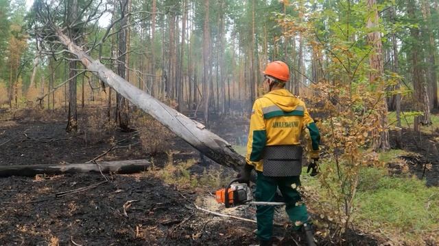 О сбережении лесных ресурсов России смотреть онлайн