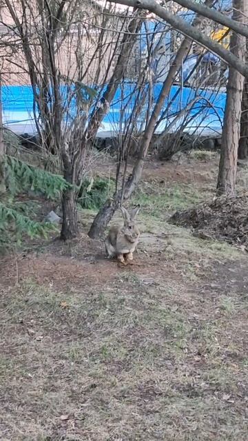 Новосибирский зоопарк, встретили гуляющего зайца. #short смотреть онлайн