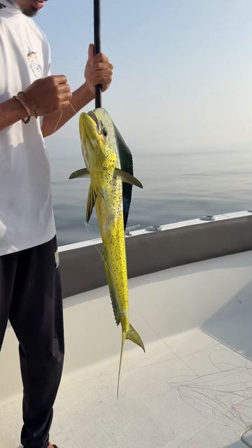 Махи Махи на живца #фуджейра #махимахи #русланрыбалка смотреть онлайн