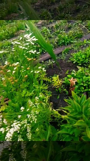 Какие они разные ...#образование #лето #цветы #дача смотреть онлайн