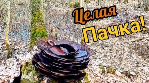 Да сколько же их тут! Металлолом валялся прямо под носом!