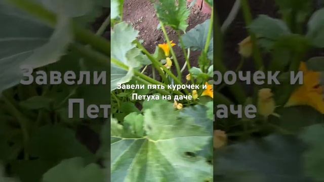 Завели пять курочек и одного петуха на даче . Купили не смотреть онлайн