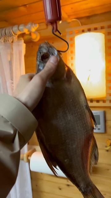 Каков красавец #карп #отдых #философия #мысли #жизнь #ры