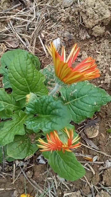 Gerbera jamesonii 30 марта 2025 г. смотреть онлайн