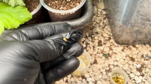 Гибнут растения. Осторожно! Подделка удобрения "Осмок?