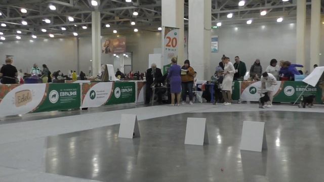 Цвергшнауцер чс С Открытый Miniature schnauzer bs Female Open class смотреть онлайн