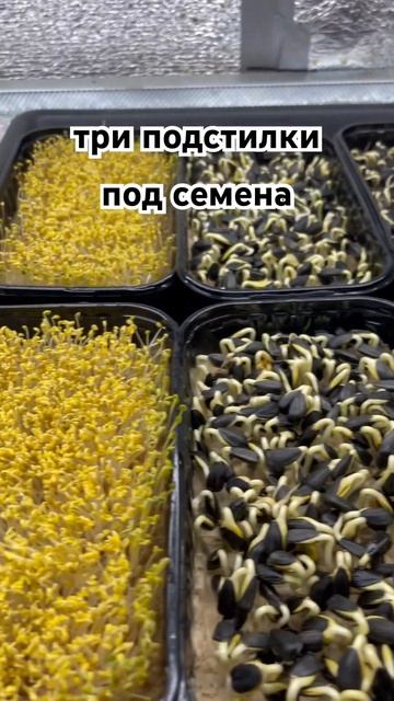 #микрозеленьдома #бизнеснамикрозелени #ситиферма я#до