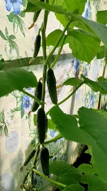 Наступило ЛЕТО БЮДЖЕТНО СВЕТЛИЦА У ЗАБОРА 🥒🌿💯❤️... смотреть онлайн