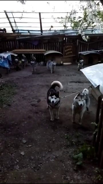 34 дня на Волге / Ярославль смотреть онлайн