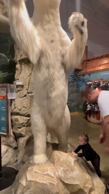 Как рычит медведь? #alaska #аляска #happy #baby #babygirl #alask #alaskanmalam смотреть онлайн