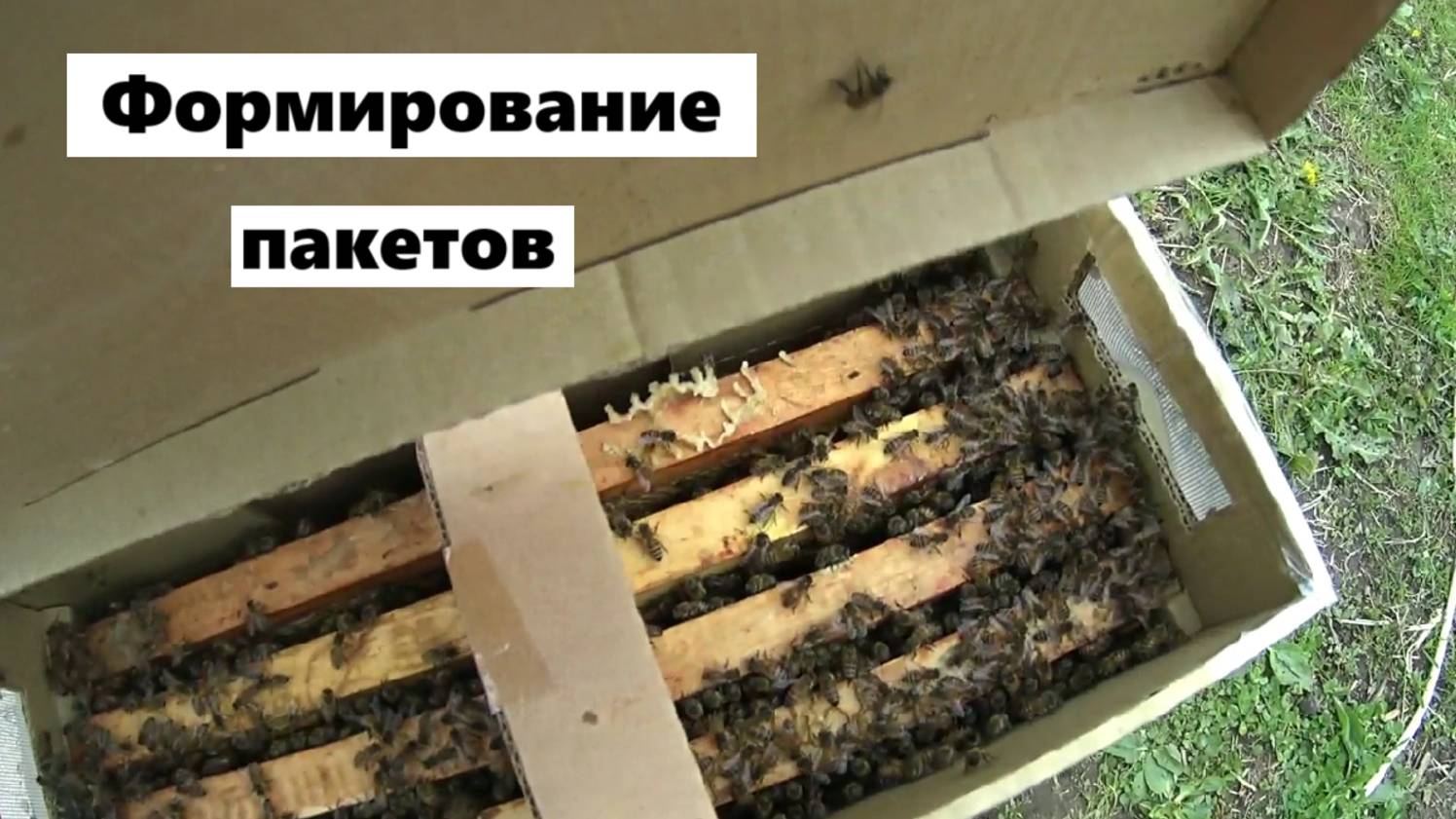 Формирование пчелопакетов на пасеке. смотреть онлайн