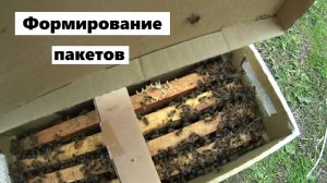 Формирование пчелопакетов на пасеке.