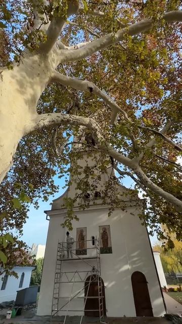 Платан в Сремски-Карловци смотреть онлайн